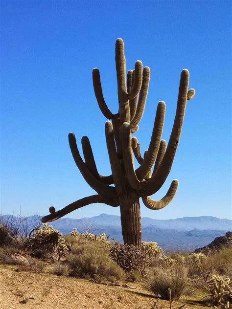 Prairie Rose Publications Saguaro Cactus Guardians Of The Desert