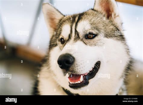 Gray Adult Siberian Husky Dog Sibirsky Husky Close Up Portrait Stock