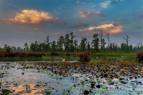 Mullica River Sunset Pinelands Photograph By Louis Dallara Fine Art