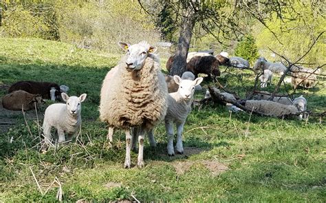 Im christentum gehört bereits der donnerstag vor ostern, also der gründonnerstag, zu den bedeutenden festtagen. Schöne Ostern - Vlatten