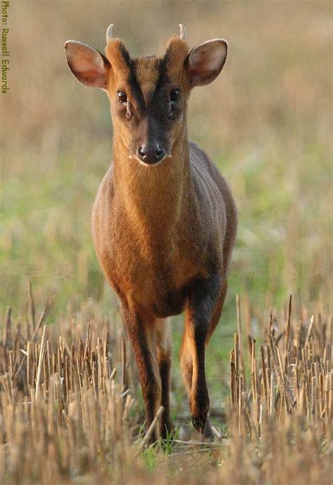 A Muntjac Experience Working For Grouse