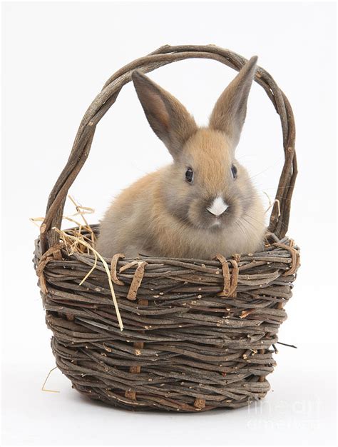 Bunny In A Basket Photograph By Mark Taylor