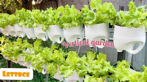 How To Grow Lettuce At Home Vertical Garden Youtube