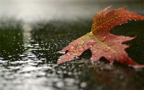 Hd Wallpaper Nature Rain Leaves Water Leaf Plant Part Autumn Wet Wallpaper Flare