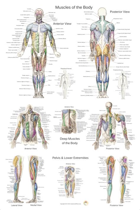 Muscle Anatomy Poster Anterior Posterior And Deep Layers