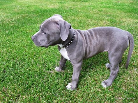 Gorgeous Baby Blue Pit Bull Puppy Dog With Wrinkles By Christy