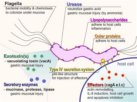 Infeksi Helicobacter Pylori Patofisiologi Diagnosis Penatalaksanaan