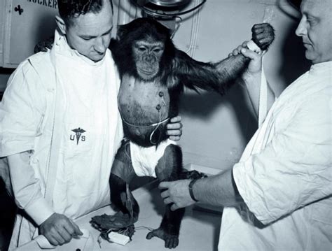 Meet Ham The First Chimp To Rocket Into Space 1961 Click Americana