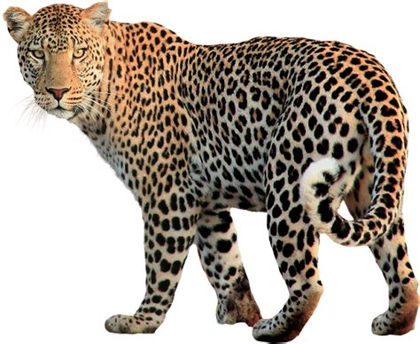 Jaguar Png Transparent Image Download Size 878x720px