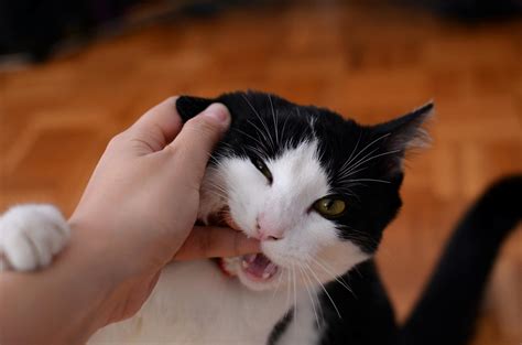 Cat Biting Persons Finger · Free Stock Photo
