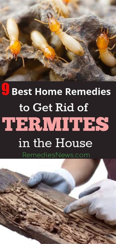 How To Get Rid Of Termites Naturally 9 Best Diy Home Remedies