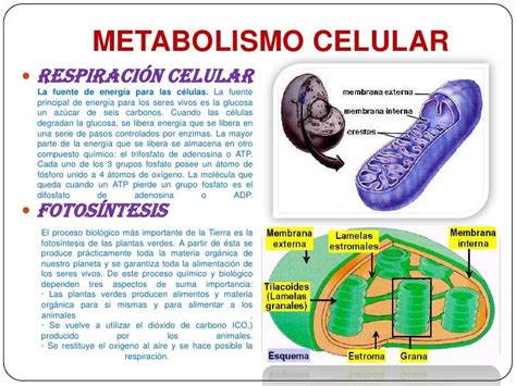 Metabolismo Celular Malenacta