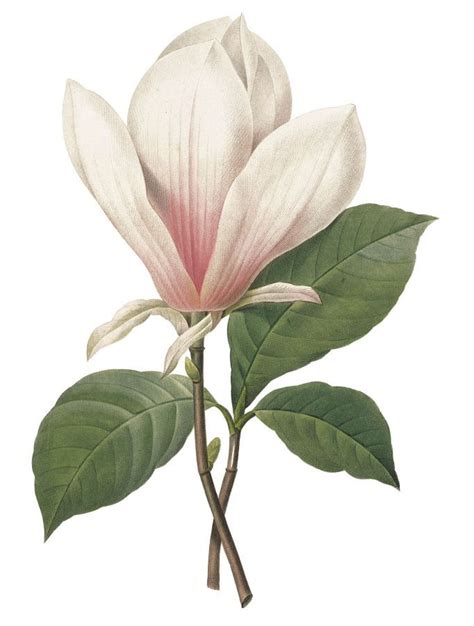 Magnolia Botanical Painting Botanical Drawings Botanical Illustration