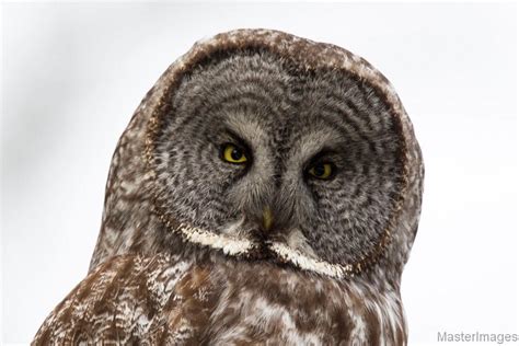 Great Gray Owls In Northern New York The Adirondack Almanack