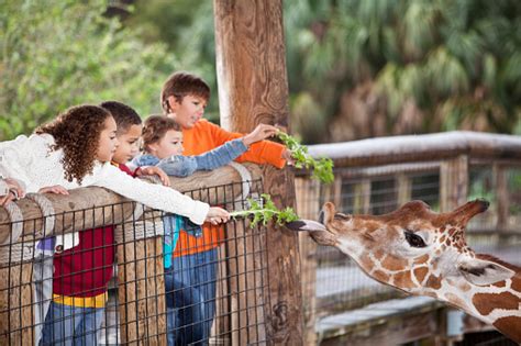 Children At Zoo Feeding Giraffe Stock Photo Download