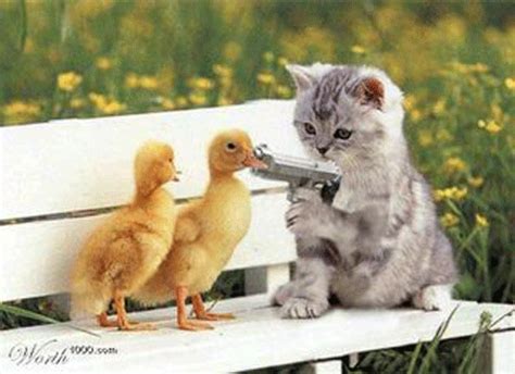 All Wallpapers Funny Cats With Guns Wallpapers