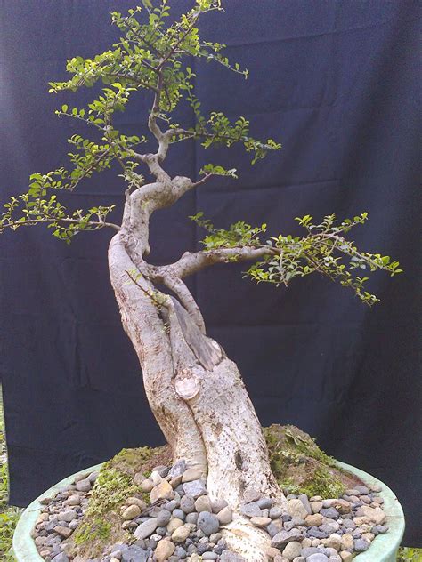 Artaprso Bonsai Serut Bakalan