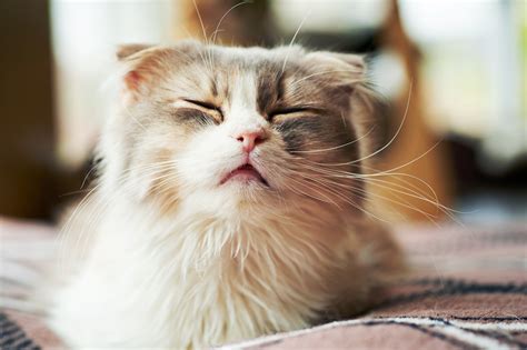 Cat Wet Nose And Sneezing Cat Meme Stock Pictures And Photos