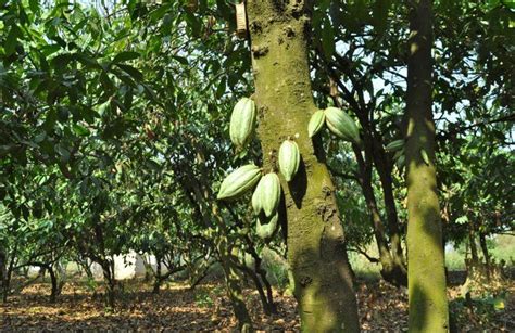 Jackfruit seed powder may be a good substitute for cocoa. Ghana to introduce new cocoa plant that bears fruit in 18 ...