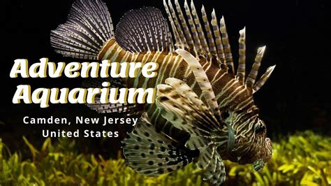 Camden Adventure Aquarium In New Jersey Usa Youtube