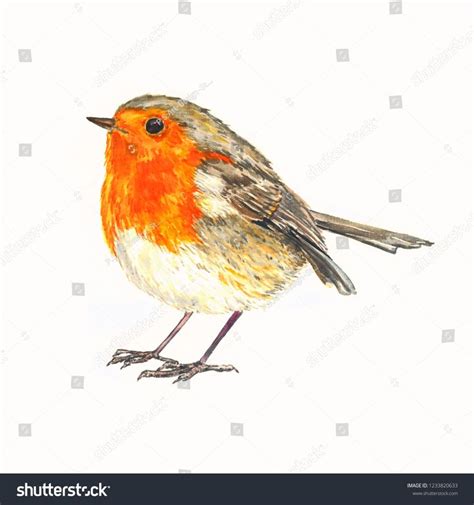 European Robin Erithacus Rubecula Robin Redbreast Royalty Free Stock