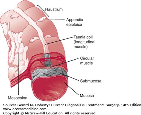 Large Intestine Basicmedical Key