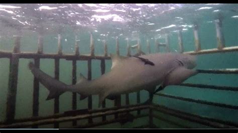 shark trapped in shark cage youtube