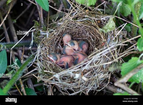 A Nest With Only Hatching Birds Baby Birds Opened Their Beaks Waiting
