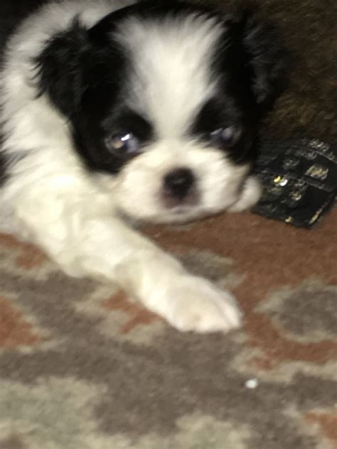 Japanese Chin Puppies For Sale Bradenton Fl 305111