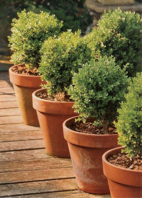 How To Pot Boxwood Boxwood Landscaping Plants