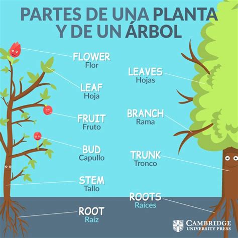 The Parts Of A Tree In Spanish And English With Pictures On Each Side