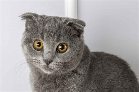 Feline Breed Profile All About Scottish Fold Cats Ellevet Sciences