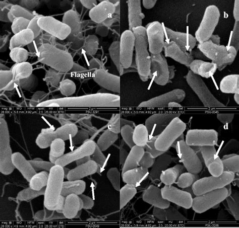 Scanning Electron Micrographs Sems Of Salmonella Typhimurium Sa 2093