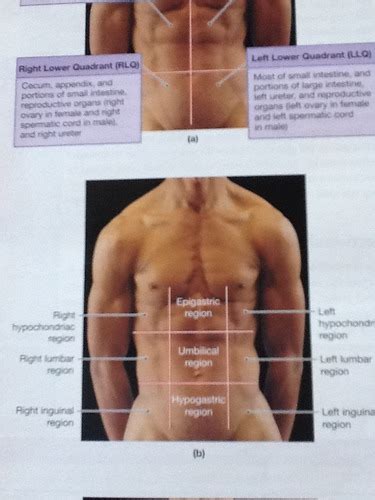 This diagram shows different abdominal org. Anatomy Chapter One Quadrants and Abdominal Region flashcards | Quizlet