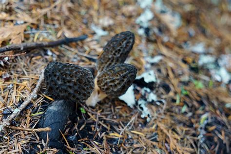 Pacific Northwest Seasons: Foraging for Wild Morels: A Treasure Hunt in ...