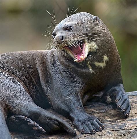Giant Otter The Giant Otter Pteronura Brasiliensis Is A South