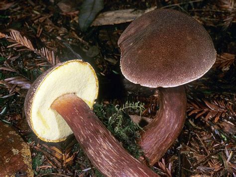 Admirable Bolete Boletus Mirabilis Stuffed Mushrooms Velvet Tops