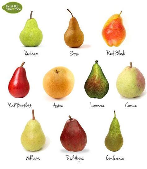 10 Types Of Pears Pear Fruit Fruit Pears Fruit