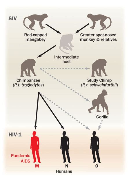 Chimpanzees Die From Primate Version Of Hiv
