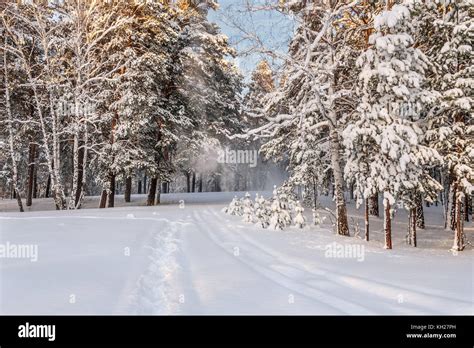 Beautiful Winter View With Trees In Snow Snowdrift And Snowfall In The