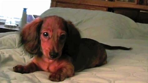 Rocco A Lucky Dachshund Puppy Rescued And Adopted By Margie Youtube