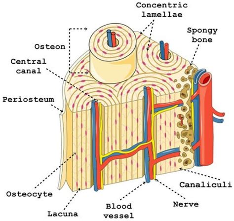Like compact bone, spongy bone, also known as cancellous bone, contains osteocytes housed in diagram of blood and nerve supply to bone. Fruit: Microscopic Structure Of Bone Diagram