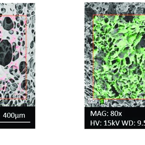 Semedx Mapping Of Two Porous Matrices From Polymers Pullulan Sodium