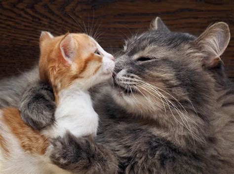 Mother Cat Kitten Kisses Cat Hugs Kitten And Presses His Face To The