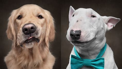 Photographer Captures Dogs Displaying Human Expressions Fstoppers