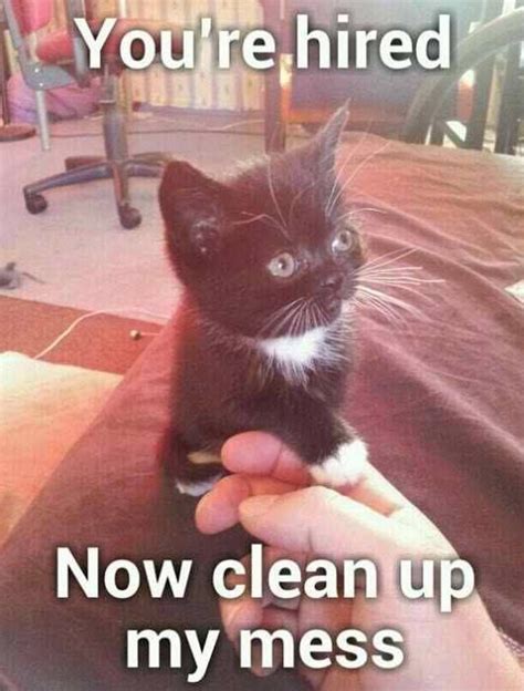Grasp The New Cat Memes Clean Funny Hilarious Pets Pictures