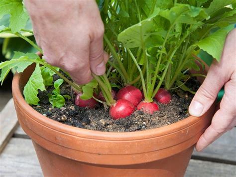 Best Vegetables To Grow In Pots Most Productive Vegetables For Containers Balcony Garden Web