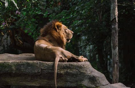 Do Lions Live In The Jungle Home Design Ideas