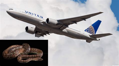Snake Spotted In Us Plane Business Class Passengers Panic
