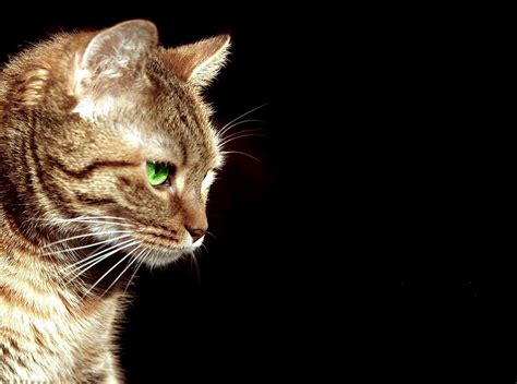 Brown Cat With Cute Green Eyes Wallpapers Hd Desktop And